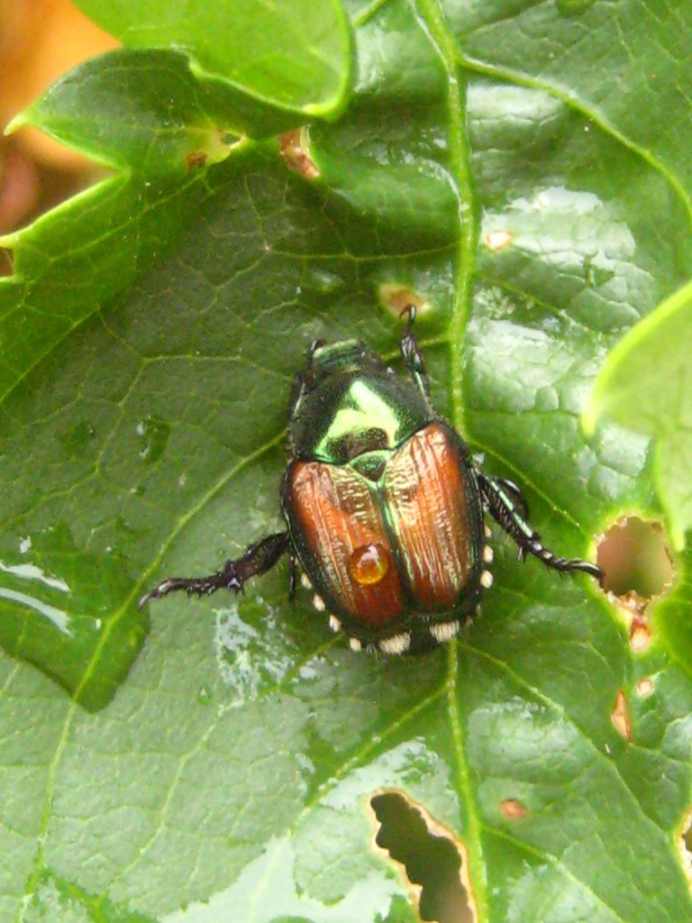 Adult Japanese Beetle hooked onto leaf.
