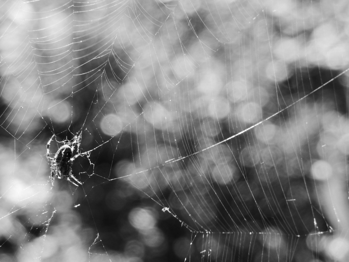 Web to the&nbsp;Face