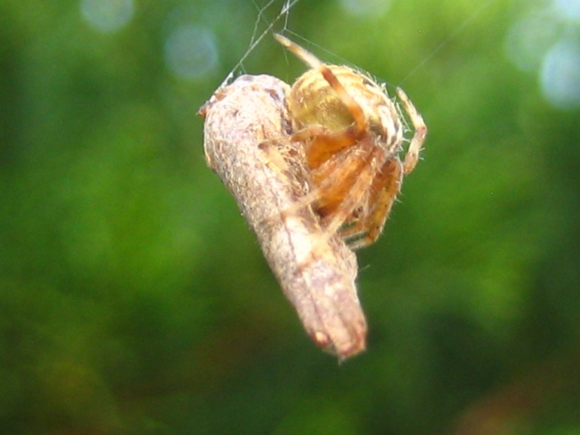 Orb weaver spider with a recently caught moth.