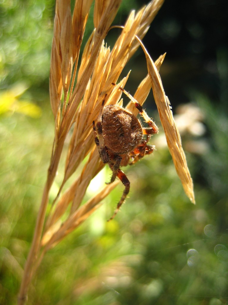 Orb weaver spider on a grass stalk.